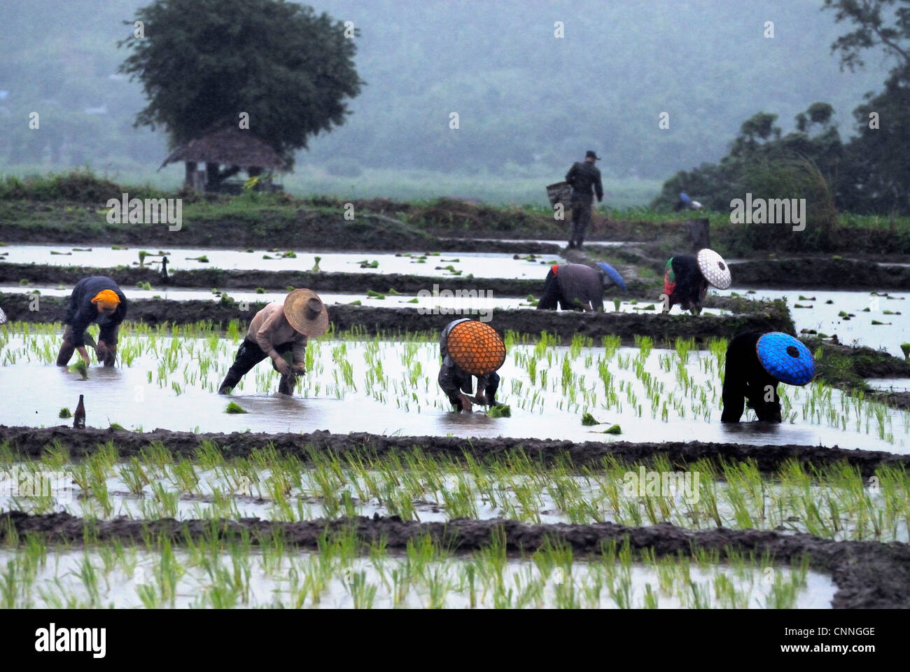 Lavoratori di riso in un giorno di pioggia a Mae Sariang su 29/06/2009 di Mae Sariang Thailandia Foto Stock