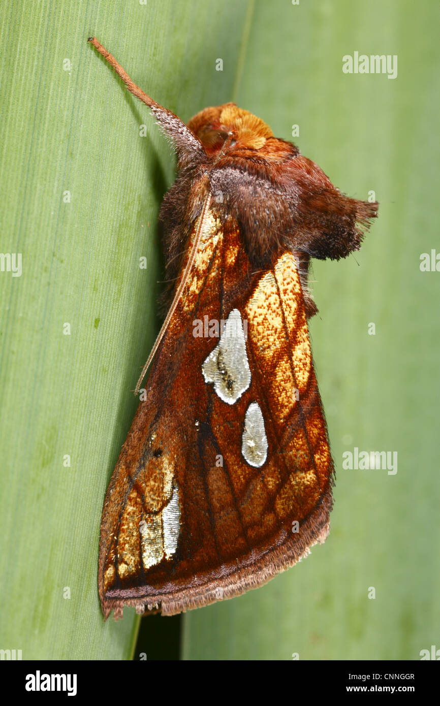 Oro (Spot Plusia festucae) adulto, in appoggio sulla lamina, POWYS, GALLES, luglio Foto Stock