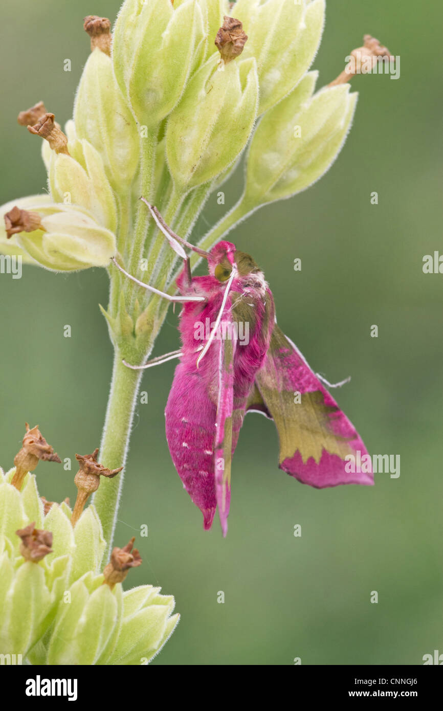 Piccolo Elefante (Hawkmoth Deilephila porcellus) adulto, poggiante su Cowslip (Primula veris) flowerhead, Warwickshire, Inghilterra, può Foto Stock