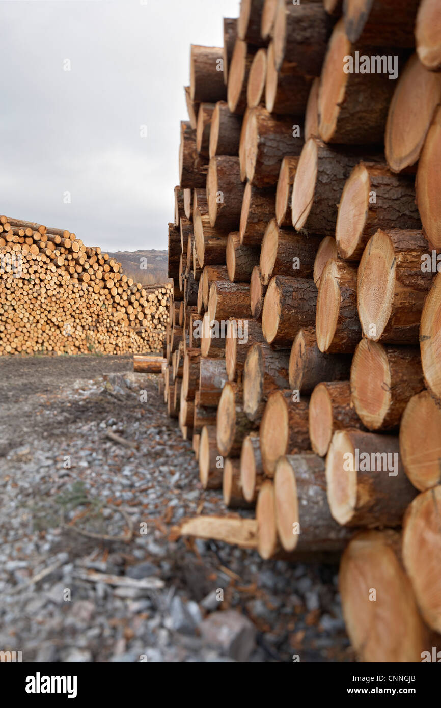 Pile di tronchi, Scozia Foto Stock