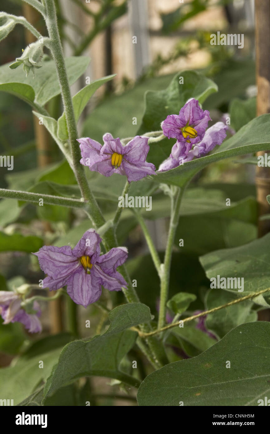 Fiore di melanzana melanzana melongene brinjal guinea squash Solanum melongena impianto famiglia delle solanacee, noto anche come nightshades Foto Stock