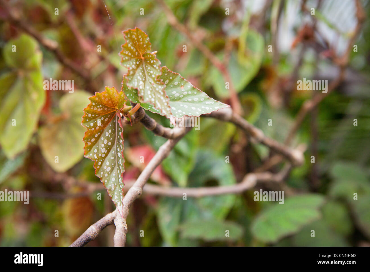 La canna da zucchero Begonia dettaglio foglia, close up Foto Stock