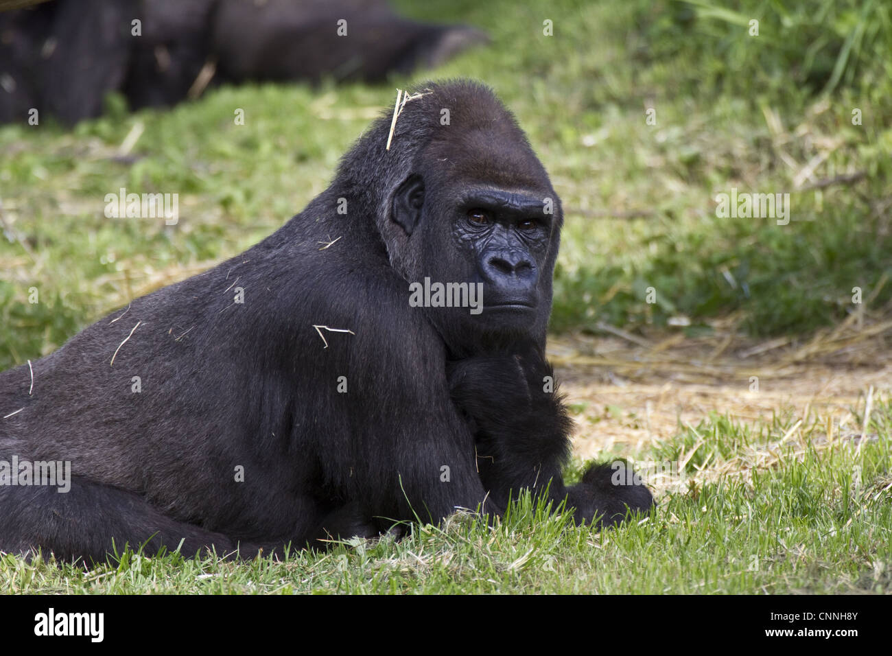 Gorilla al Durrell Wildlife Conservation trust, Jersey Foto Stock