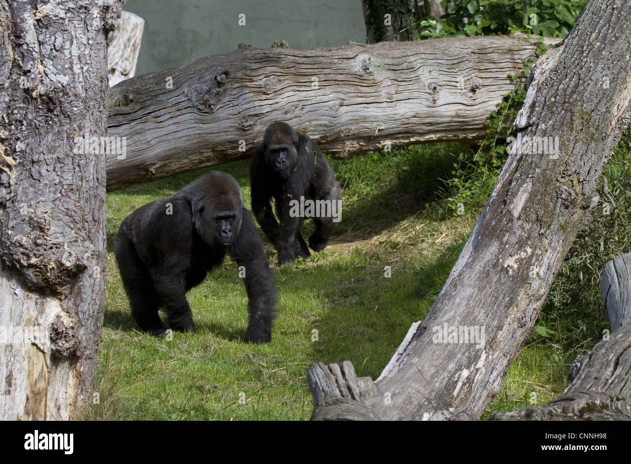 Il Gorilla al Durrell Wildlife Conservation trust, Jersey Foto Stock