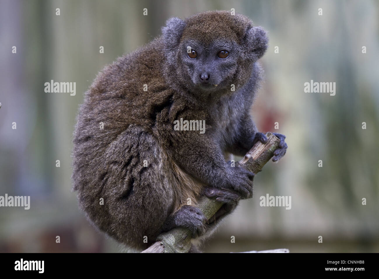 Lac Alaotran lemure dolce chiamato anche Bandro Foto Stock