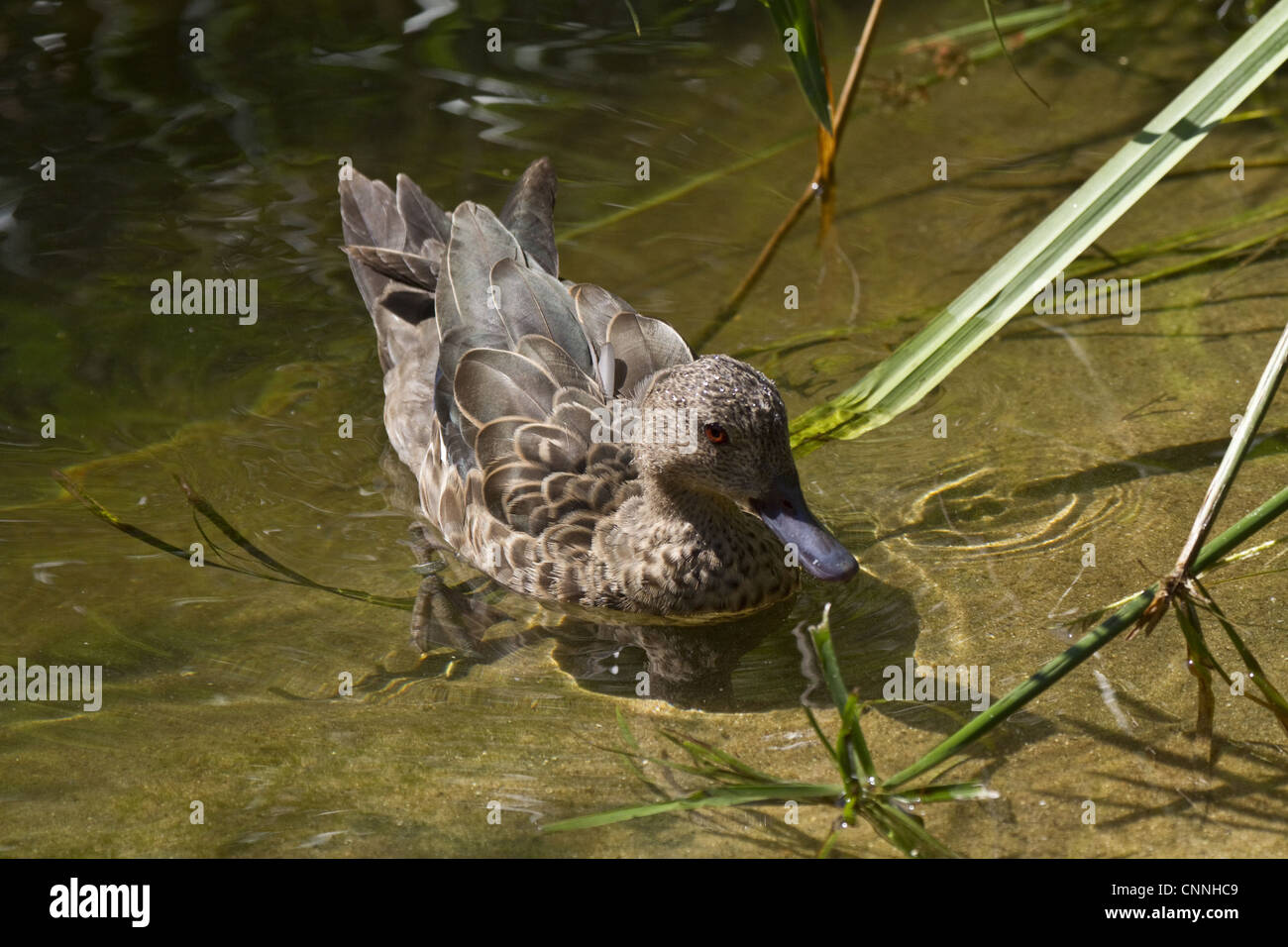 Madagascar Teal Foto Stock