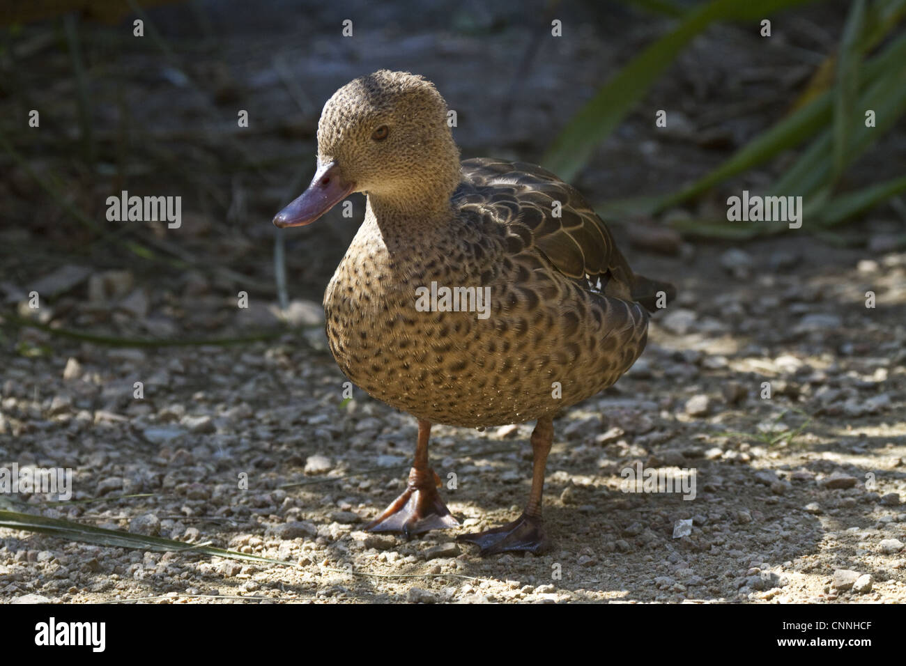 Madagascar Teal Foto Stock