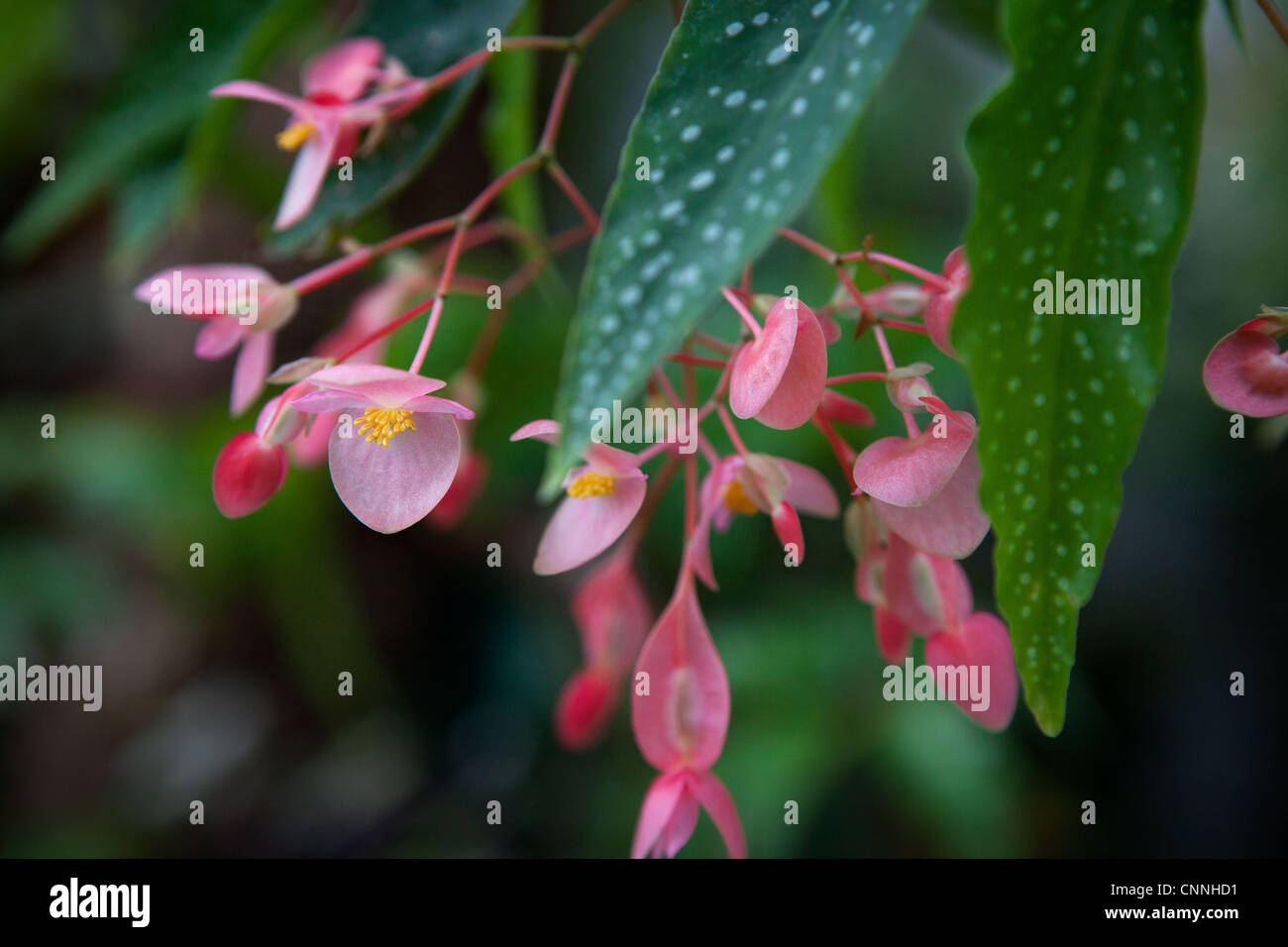La canna da zucchero begonia spotted foglie fioritura Foto Stock
