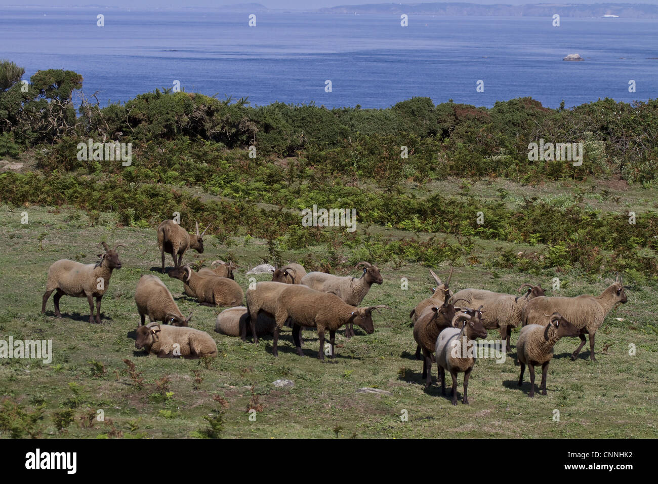 Manx Loaghtan razza di pecore reintrodotta in Jersey#s costa settentrionale Foto Stock