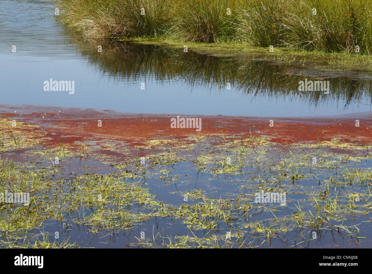 Rosso (cianobatteri cianobatteri sp.) formazione di schiuma sulla piscina di acqua dolce marsh, Ceredigion, Galles, giugno Foto Stock