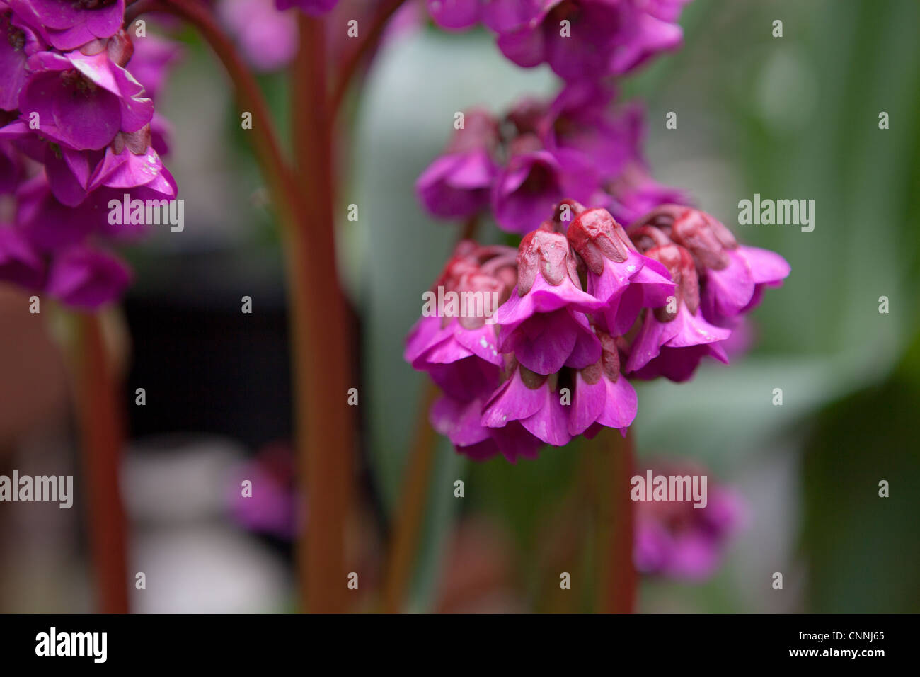 Bergenia cordifolia purpurea Foto Stock