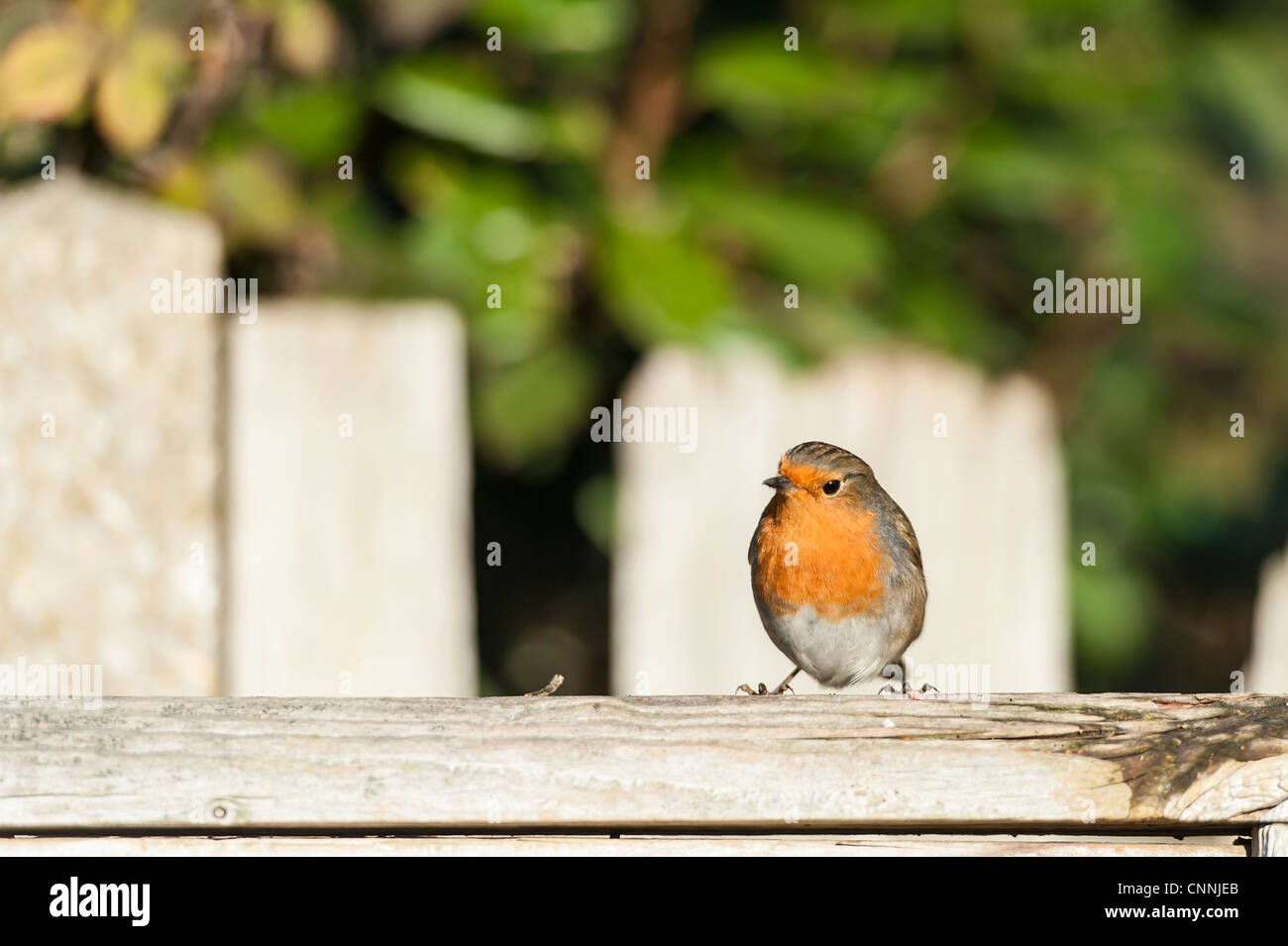 Robin bird seduto su una recinzione Foto Stock