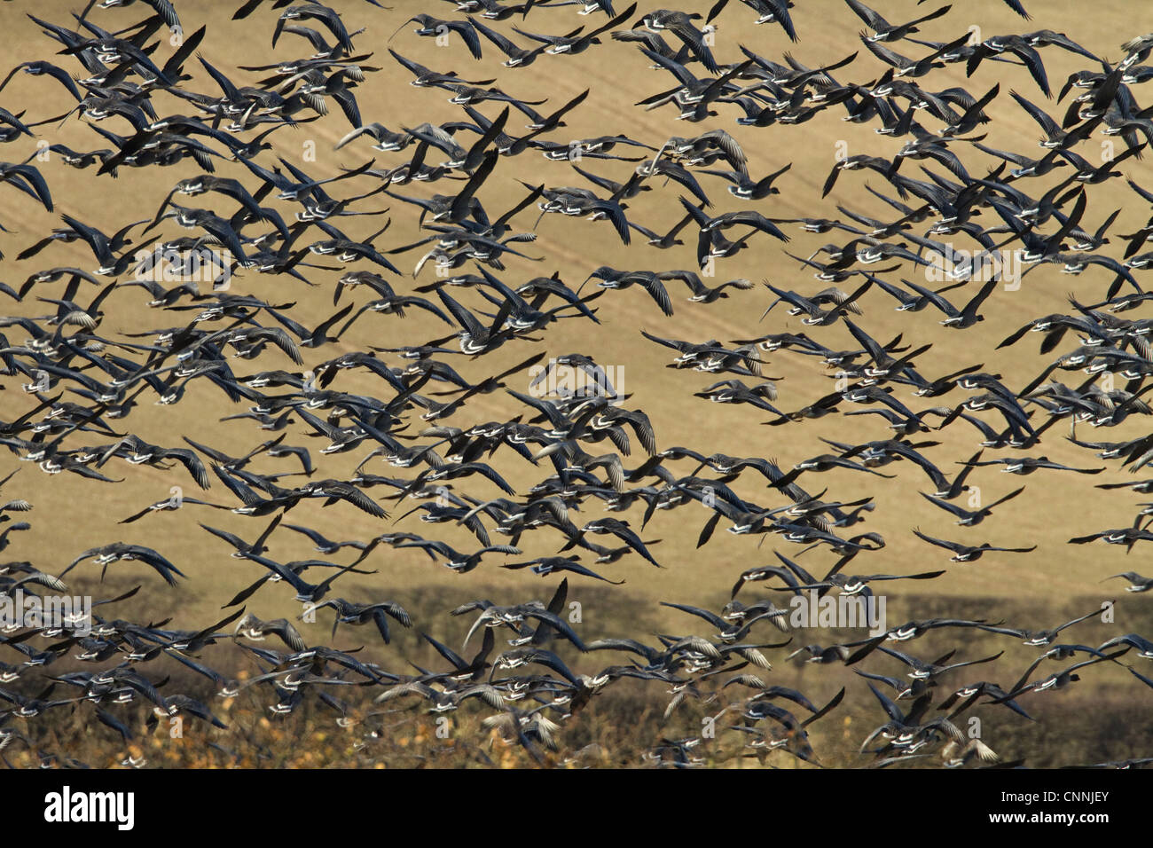 Un grande gregge di Rosa Footed oche prendono il volo da una barbabietola da zucchero campo Foto Stock
