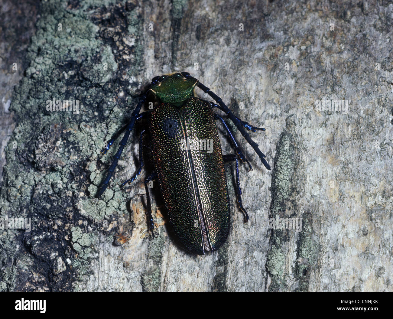 Cheloderus childreni chiamato dopo J G i bambini primo detentore dipartimento di zoologia Museo Britannico di Storia Naturale Cheloderus Foto Stock