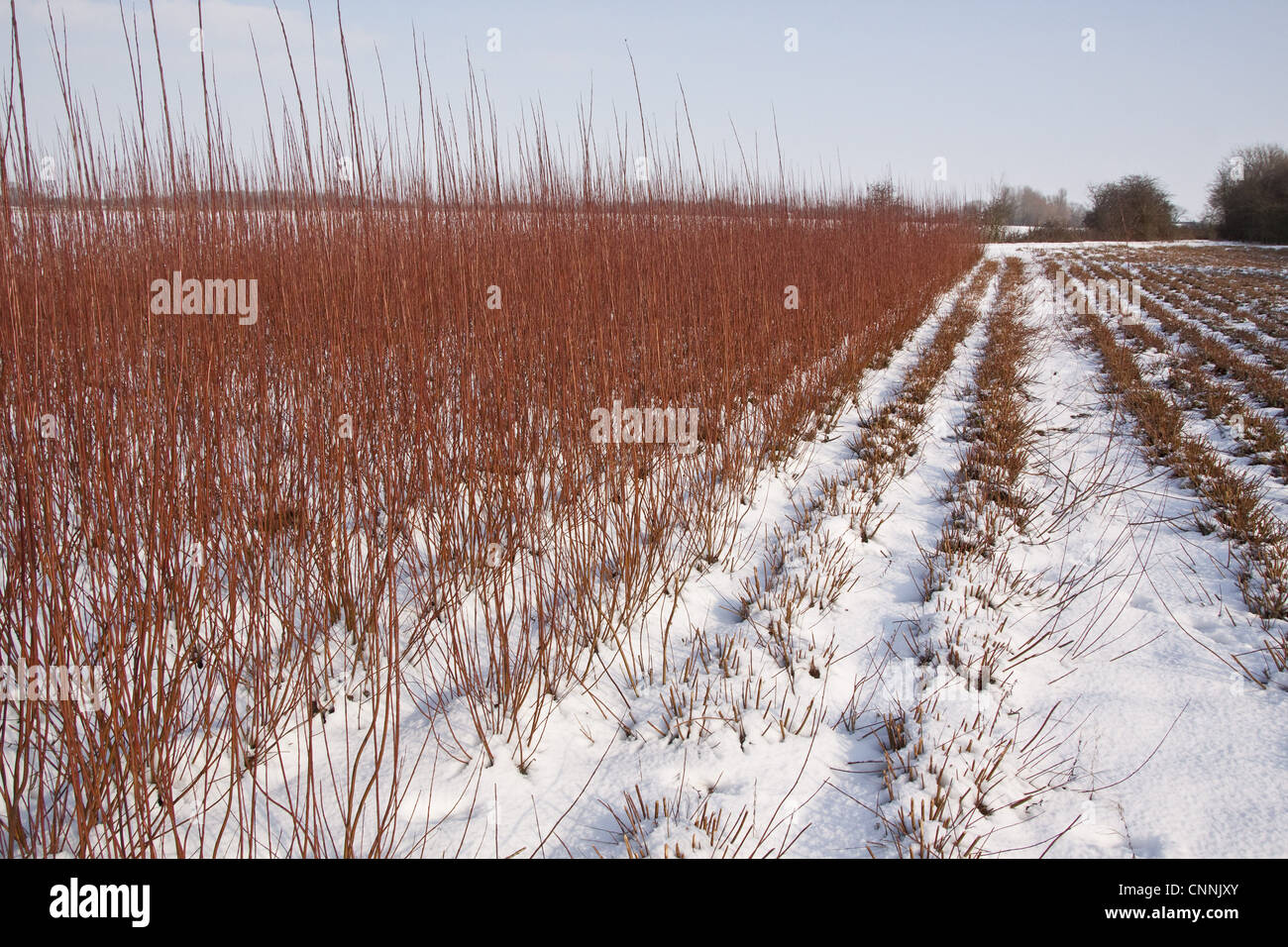 Tagliare e intonso vimini coltivate per la scherma e il cestello facendo con la neve Foto Stock