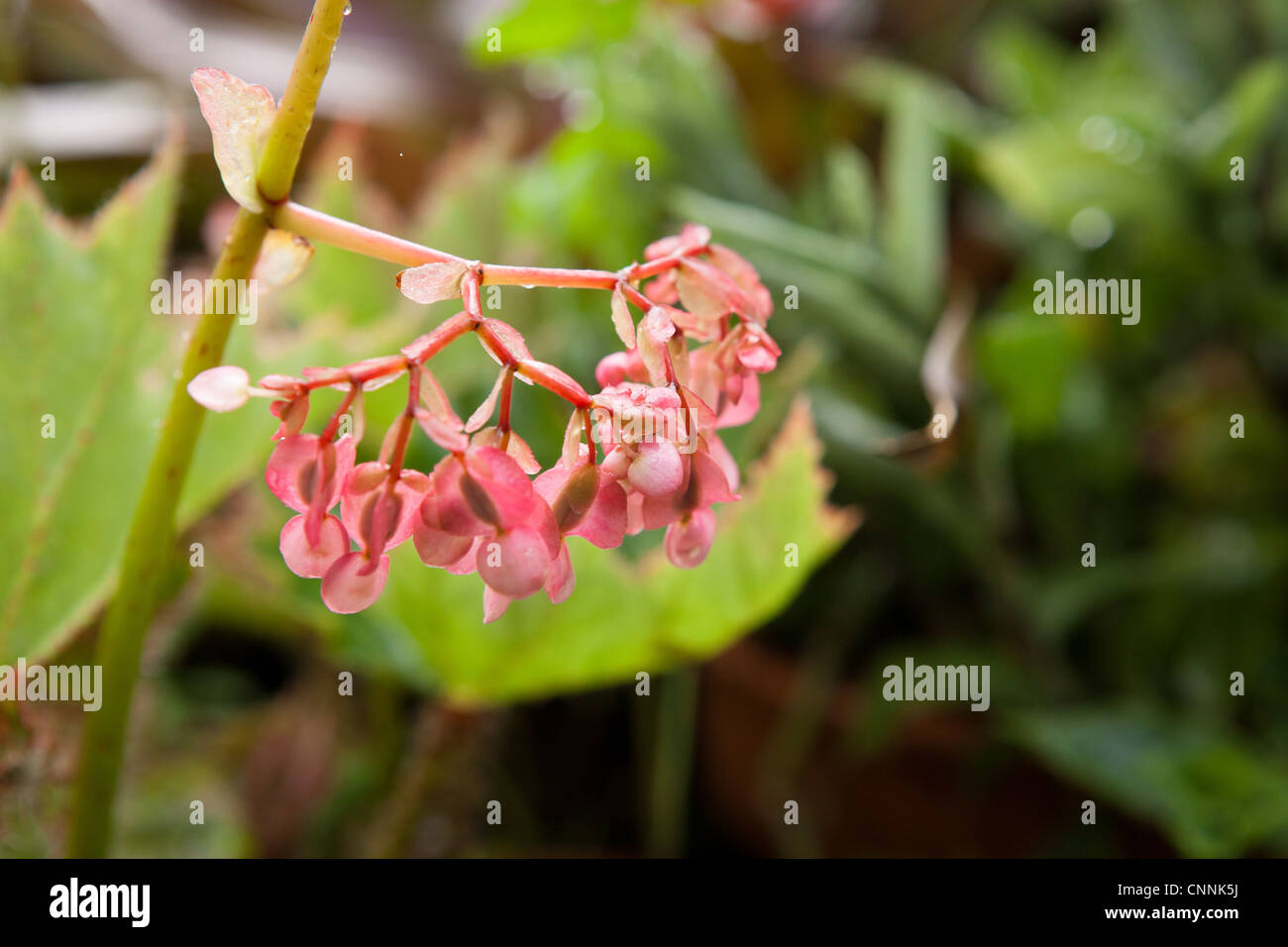 Fiorite Begonia rosa Foto Stock