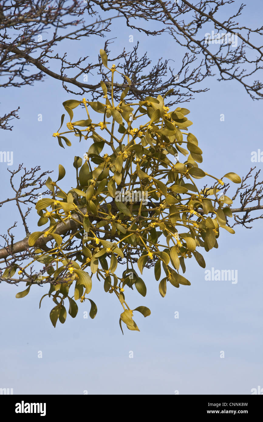 Vischio Viscum album crescente su albero Foto Stock
