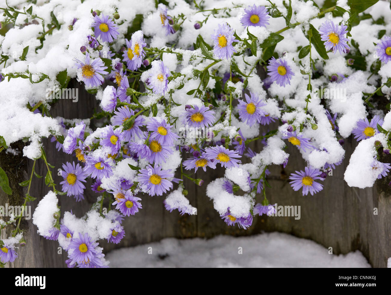 Michaelmas Daisy (Aster x versicolor) fioritura, ricoperta di neve, Romania, ottobre Foto Stock