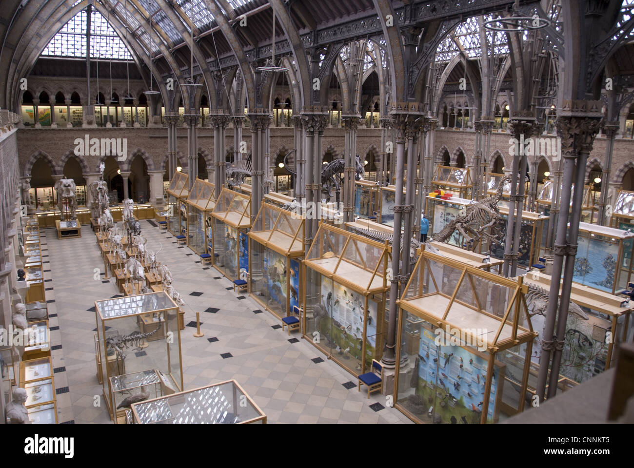 Gallery scheletri di animali impagliati Main Exhibition Hall Oxford University Museo di Storia Naturale di Oxford Oxfordshire Inghilterra Foto Stock