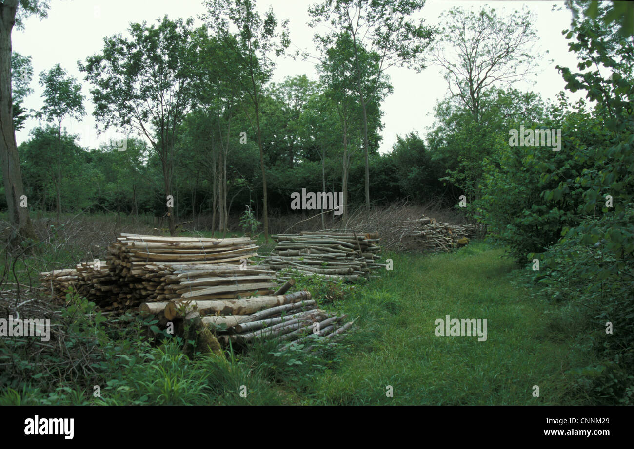 Conservazione - Riserve - fasci di spaccare la legna in recinzione in legno di Groton, Suffolk Wildlife Trust Foto Stock