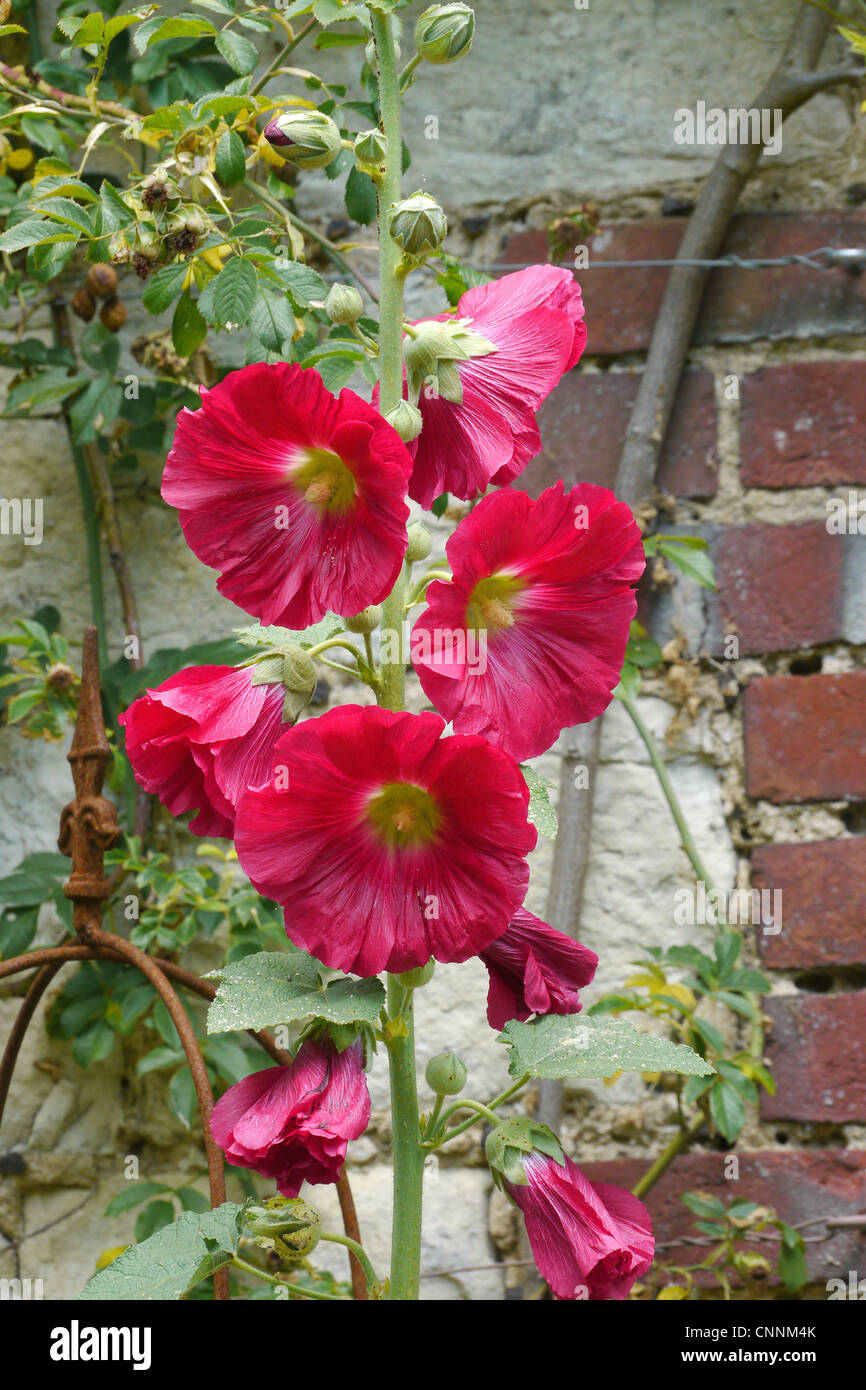 Hollyhock (Alcea sp.), fioritura crescente contro la parete in giardino, West Sussex, luglio Foto Stock