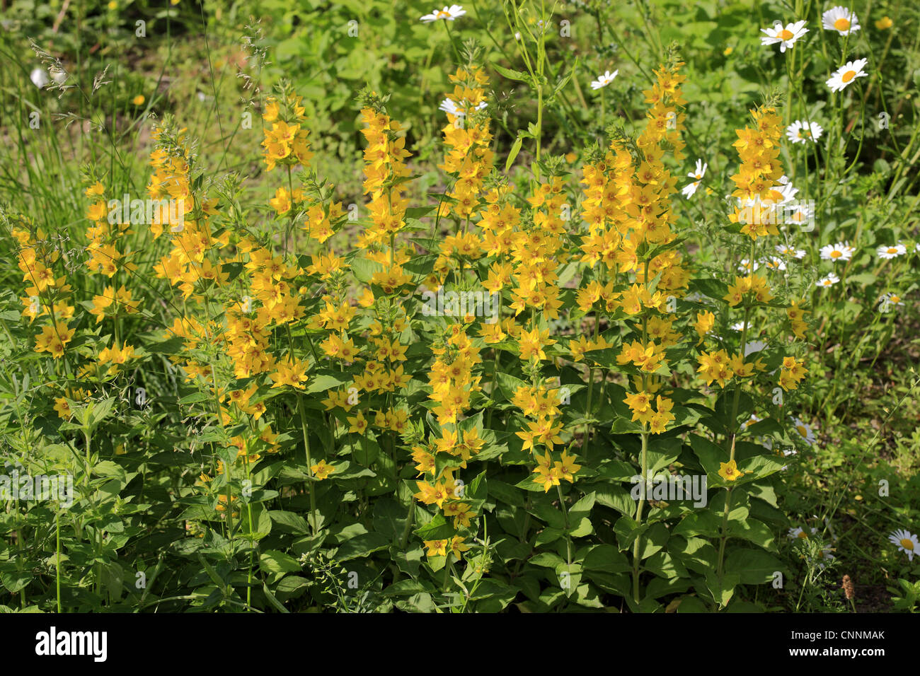 Giallo (Loosestrife Lysimachia punctata) fioritura, in giardino, Luisenpark, Mannheim, Baden-Württemberg, Germania Foto Stock