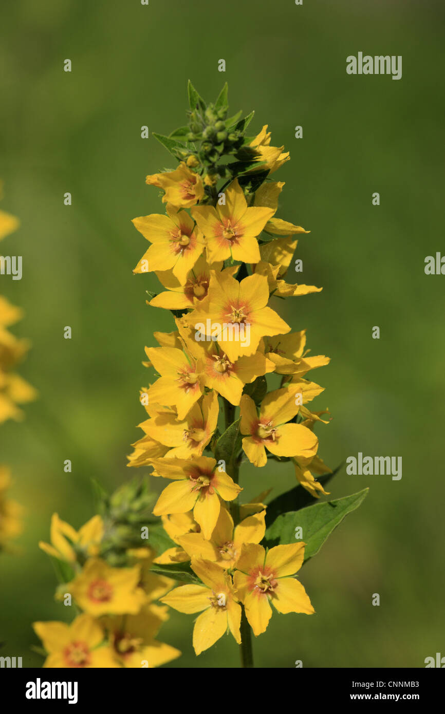 Giallo (Loosestrife Lysimachia punctata) fioritura, in giardino, Luisenpark, Mannheim, Baden-Württemberg, Germania Foto Stock