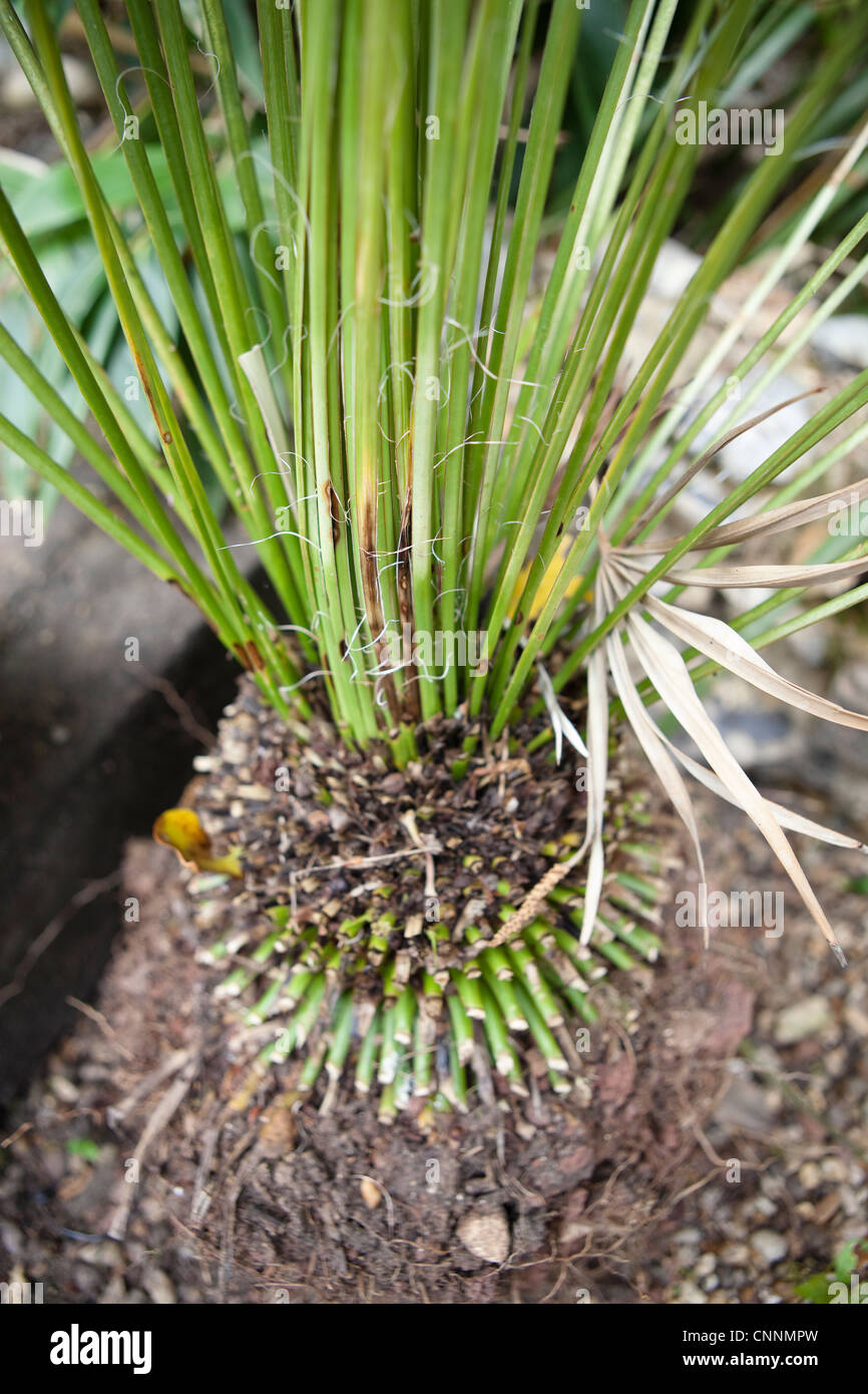 Cycas revoluta .cycad - un cut back tree fern dovuta alla rapida crescita arrestata da gelate invernali. Foto Stock