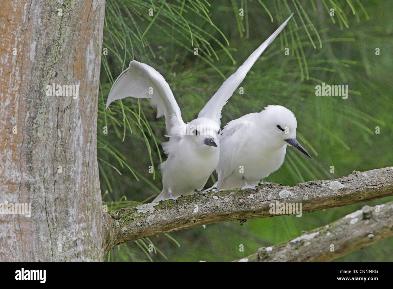Una coppia o bianco o Fairy Tern Foto Stock