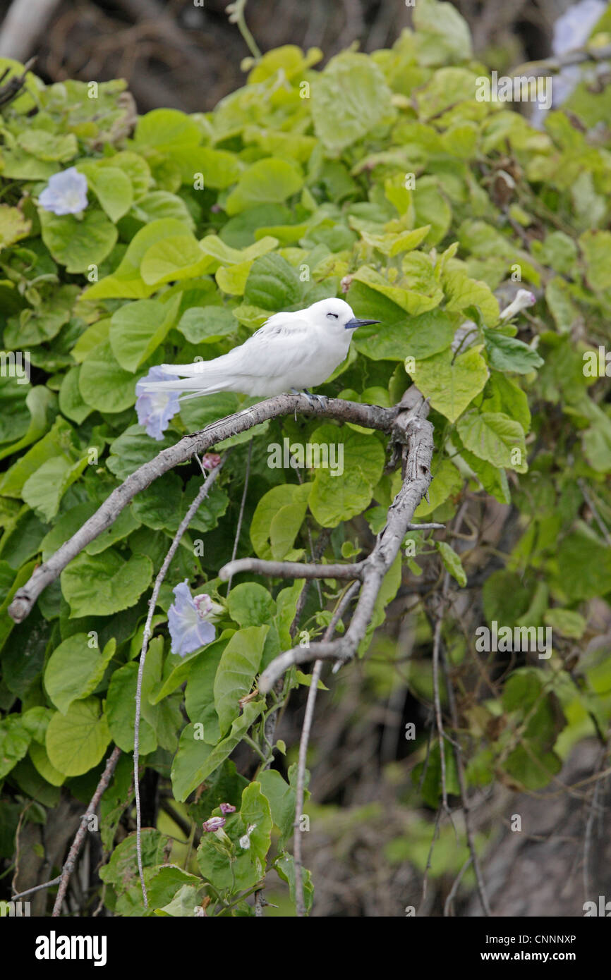 Bianco o Fairy Tern Foto Stock