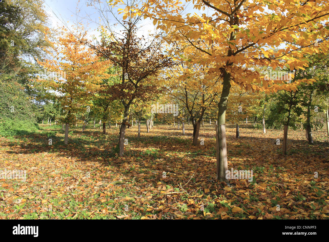 Nuovo 'Millenium" dei boschi con alberi giovani manicotti in plastica piantate ex prateria Vicarage Plantation Mendlesham Suffolk in Inghilterra Foto Stock Nuovo 'Millenium" dei boschi con alberi giovani manicotti in plastica piantate ex prateria Vicarage Plantation Mendlesham Suffolk in Inghilterra Foto Stock