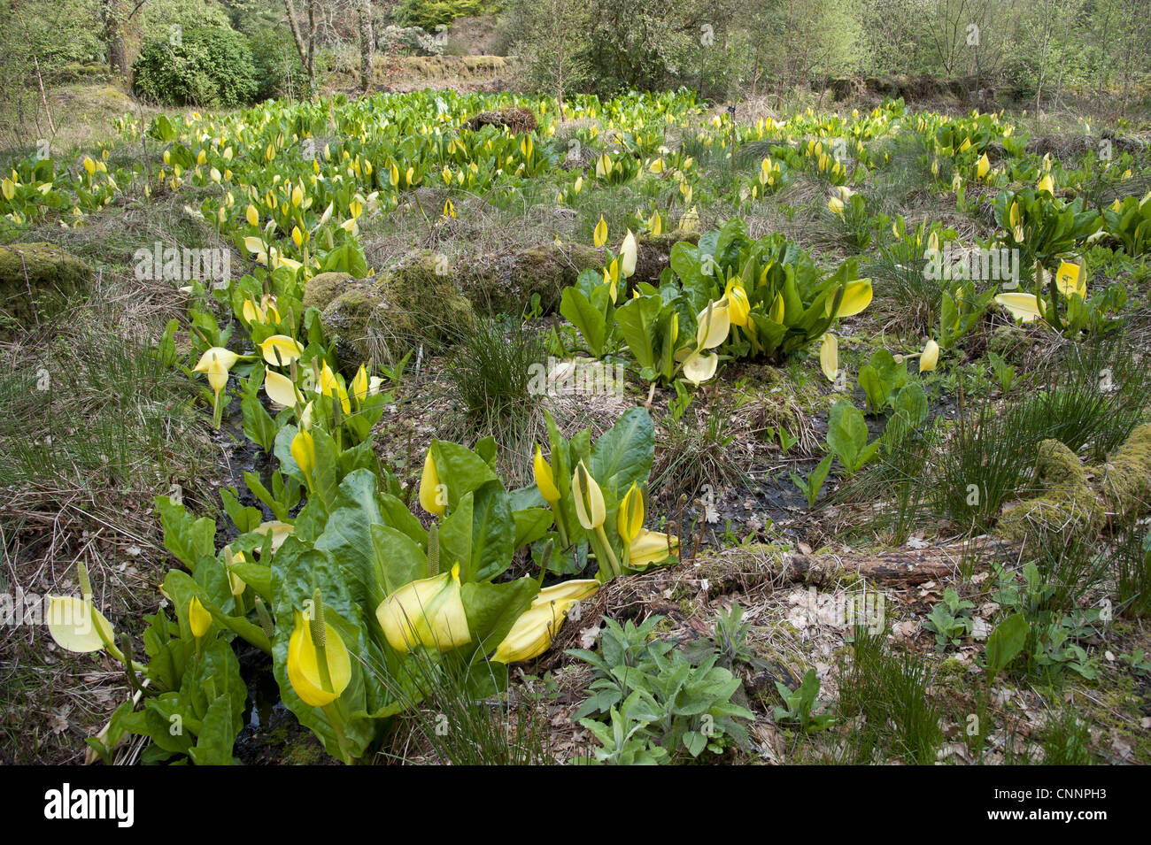 Giallo Skunk cavolo (Lysichiton americanum) massa di fioritura, Ardkinglas Woodland Garden, Cairndow, Argyll, Scozia, aprile Foto Stock