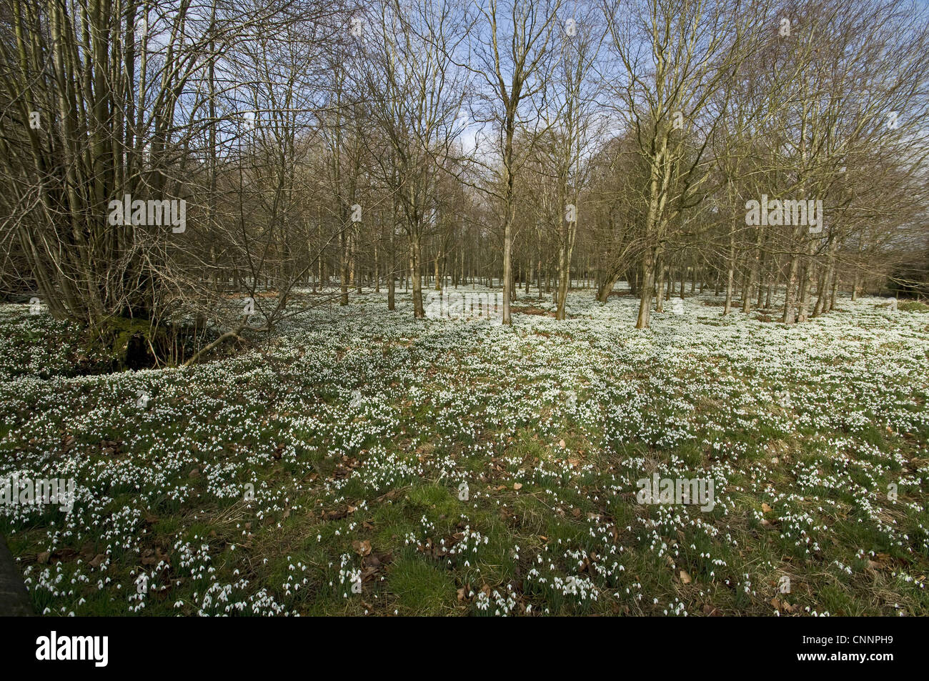 Snowdrop (Galanthus nivalis) fioritura, messa nel bosco di latifoglie habitat, Welford Park, Berkshire, Inghilterra Foto Stock