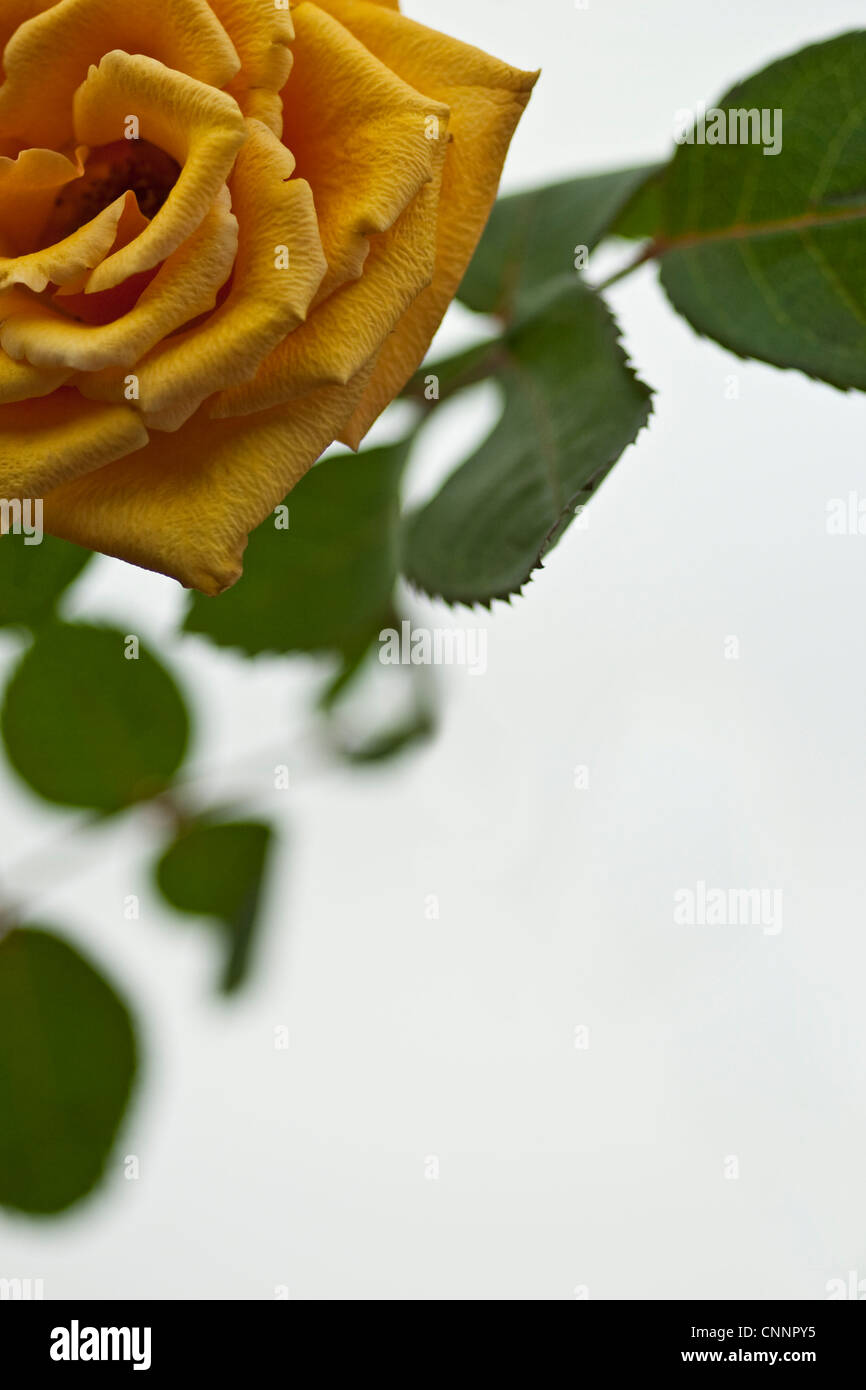 Rosa gialla su sfondo bianco con spazio per il testo. Foto Stock
