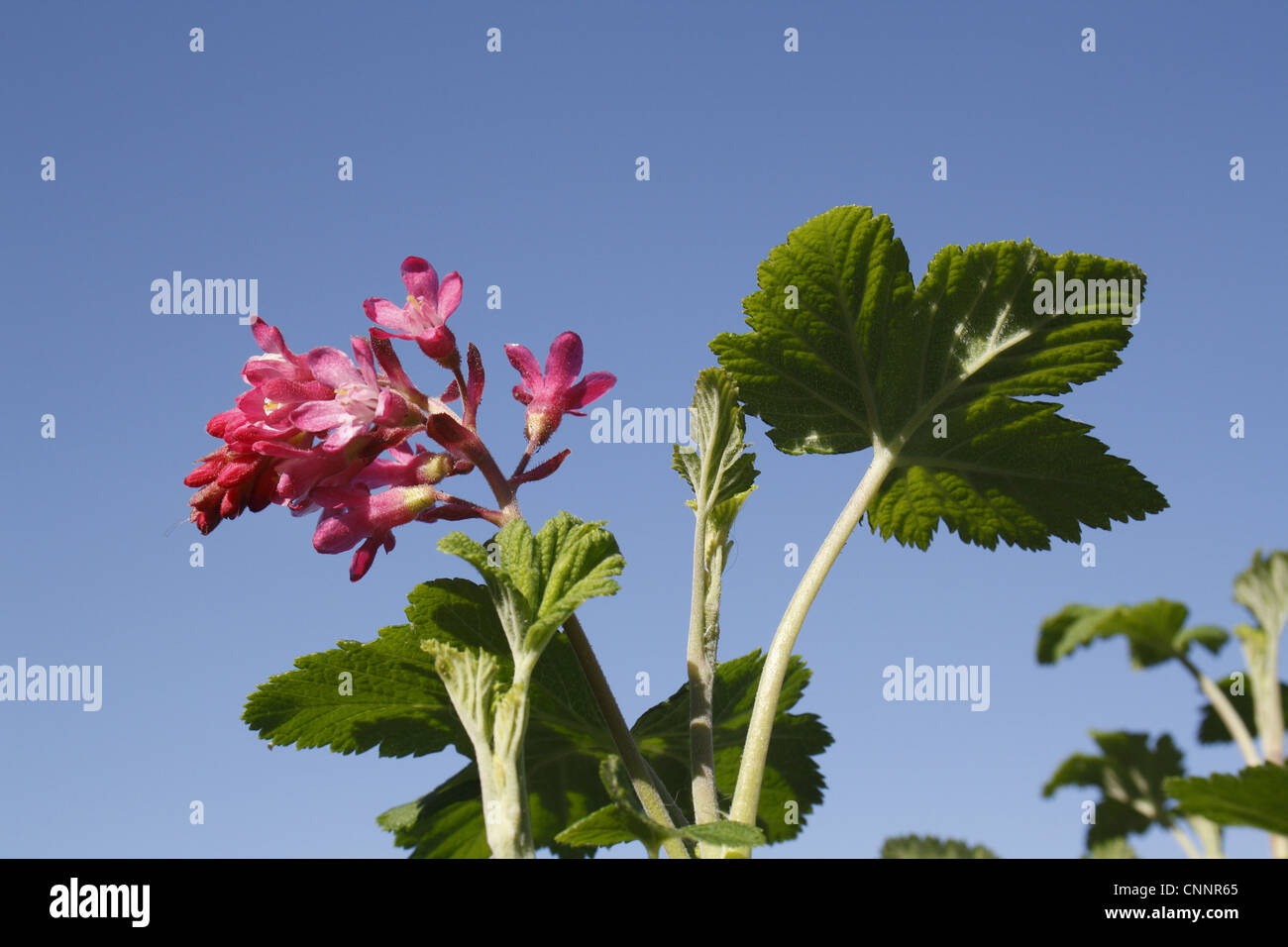 Rosso-fioritura di ribes (Ribes sanguineum) 'King Edward VII ", close-up di fiori e foglie, in giardino, Suffolk, Inghilterra, aprile Foto Stock
