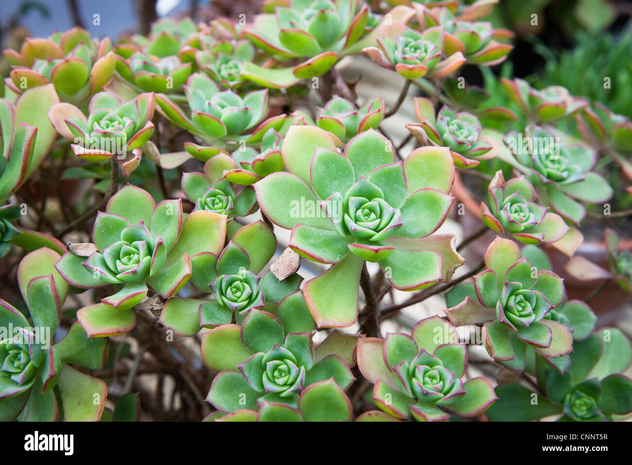 Aeonium haworthii variegata Foto Stock