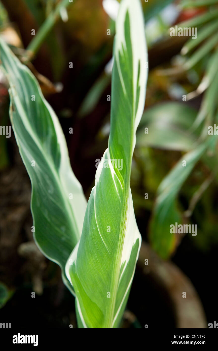 Canna stuttgart variegato di piante esotiche Foto Stock