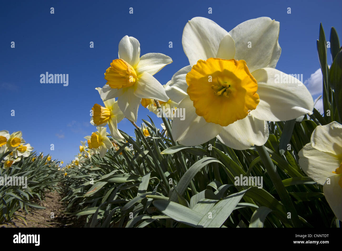 Fiore commerciale raccolto, Daffodil (Narcissus sp.), fioriti in crescita in campo, Happisburgh, Norfolk, Inghilterra, marzo Foto Stock