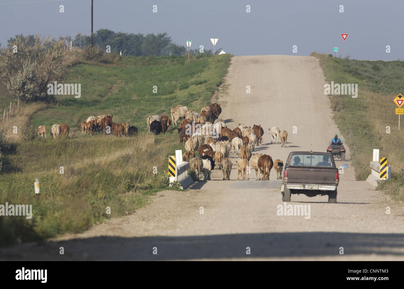 Allevamento di Bestiame gli agricoltori utilizzando pickup truck quad bike alla mandria di trasmissione lungo la strada a nuovi pascoli North Dakota U.S.A settembre Foto Stock