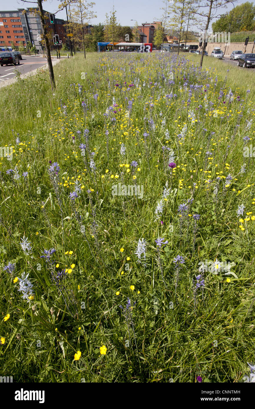 Fiori Selvatici mescolato piantato nel centro città, Sheffield South Yorkshire, Inghilterra, aprile Foto Stock