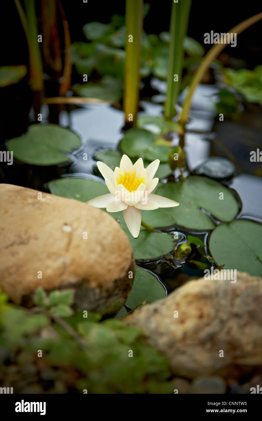 Fiore di loto, Bradford, Ontario, Canada Foto Stock