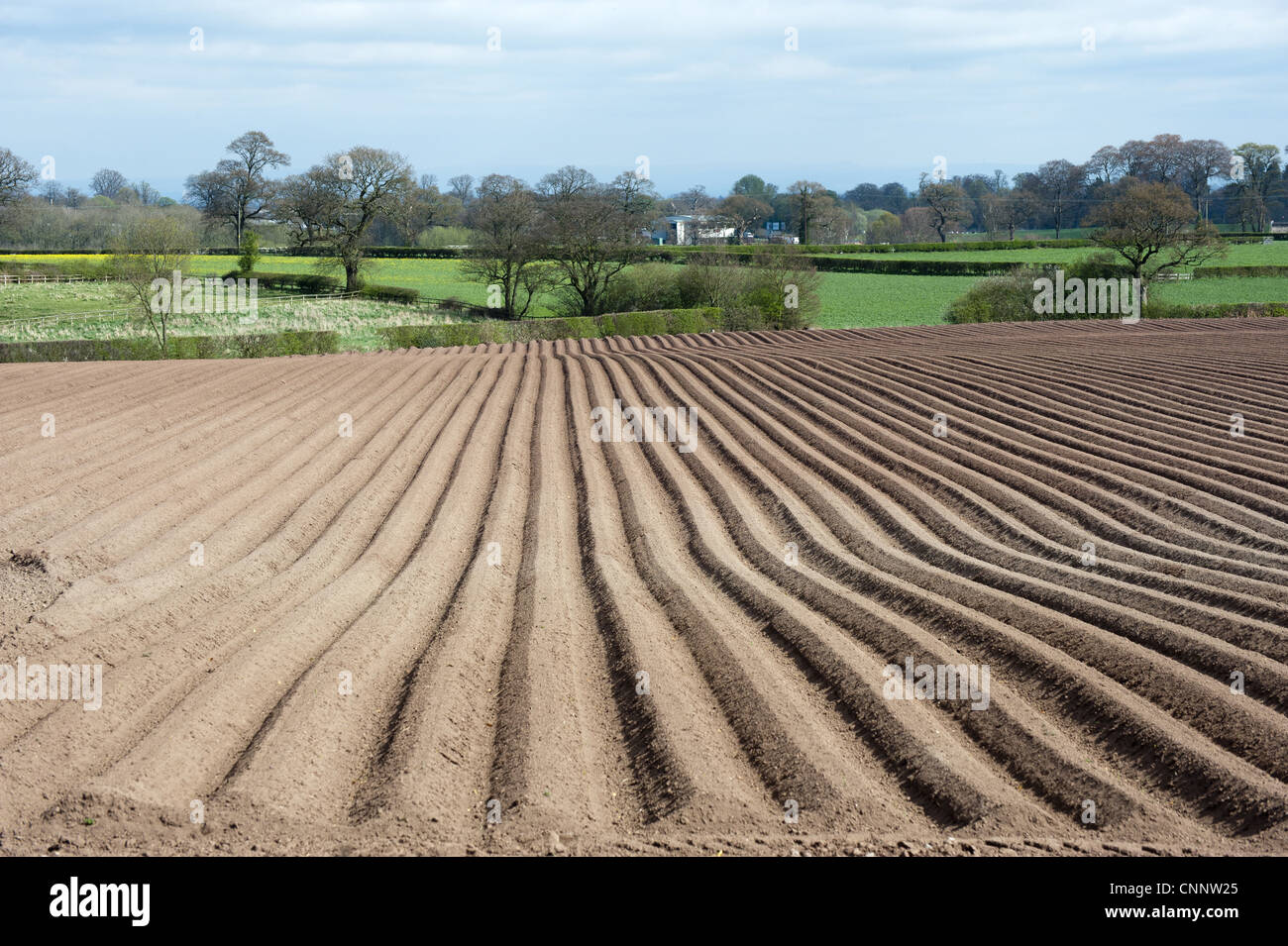 Patata (solanum tuberosum) raccolto, campo rigata, Eaton, Cheshire, Inghilterra, aprile Foto Stock
