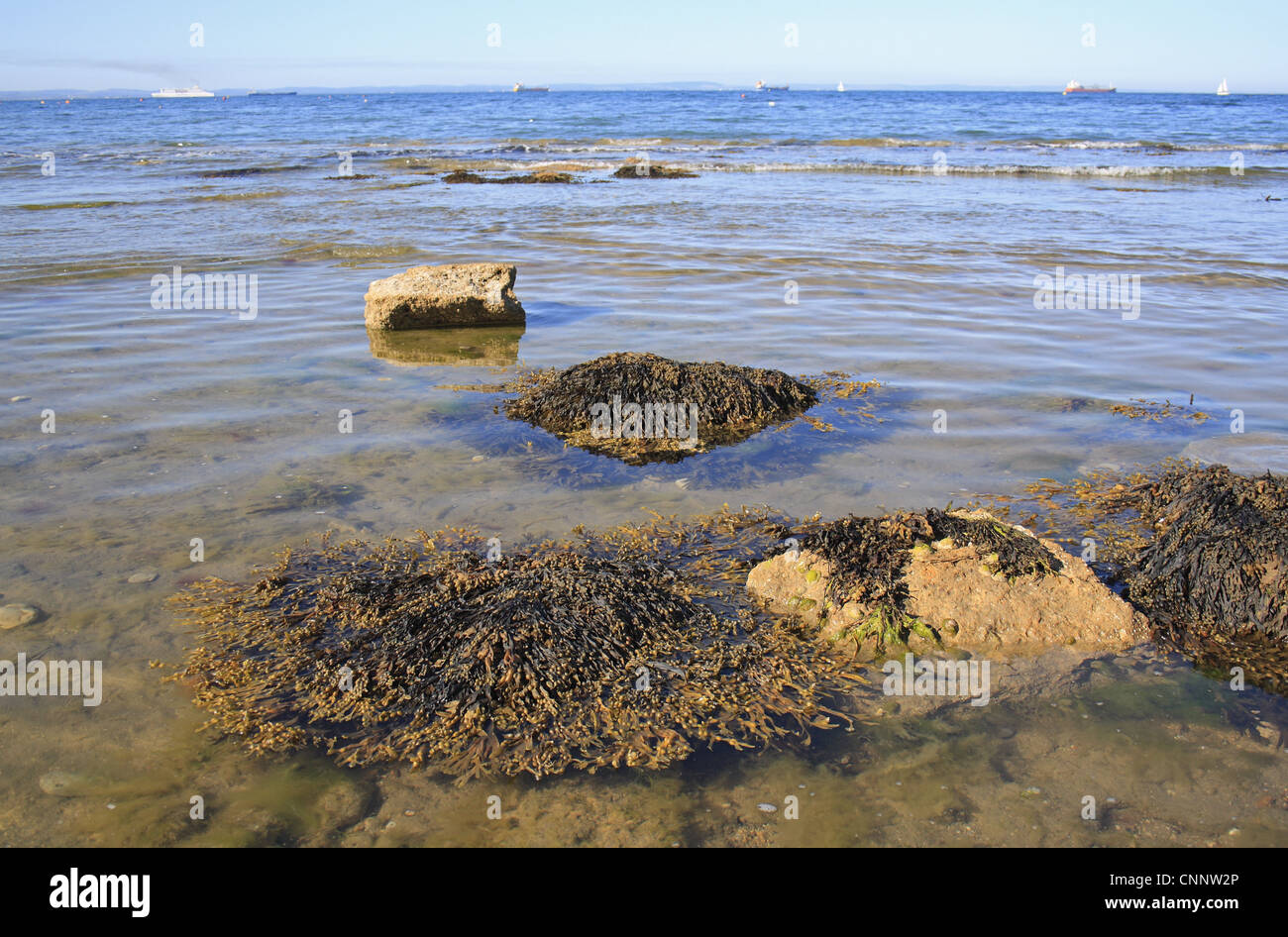 La vescica Wrack Fucus vesiculosus fronde di superficie di galleggiamento in acqua poco profonda habitat shore bassa marea Bembridge Isle Wight Inghilterra giugno Foto Stock