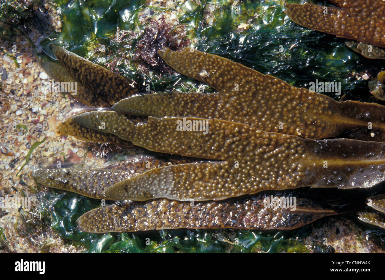 Le alghe - Wrack dentato (Fucus serratus) close-up / mostra conceptacles & ecto-carpoid Foto Stock