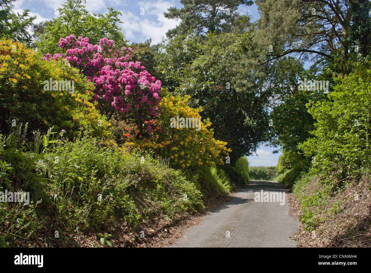 Coltivate rododendri (Rhododendron sp.) giardino escapee, fioritura, crescendo nella siepe accanto lane, Sussex, Inghilterra, può Foto Stock