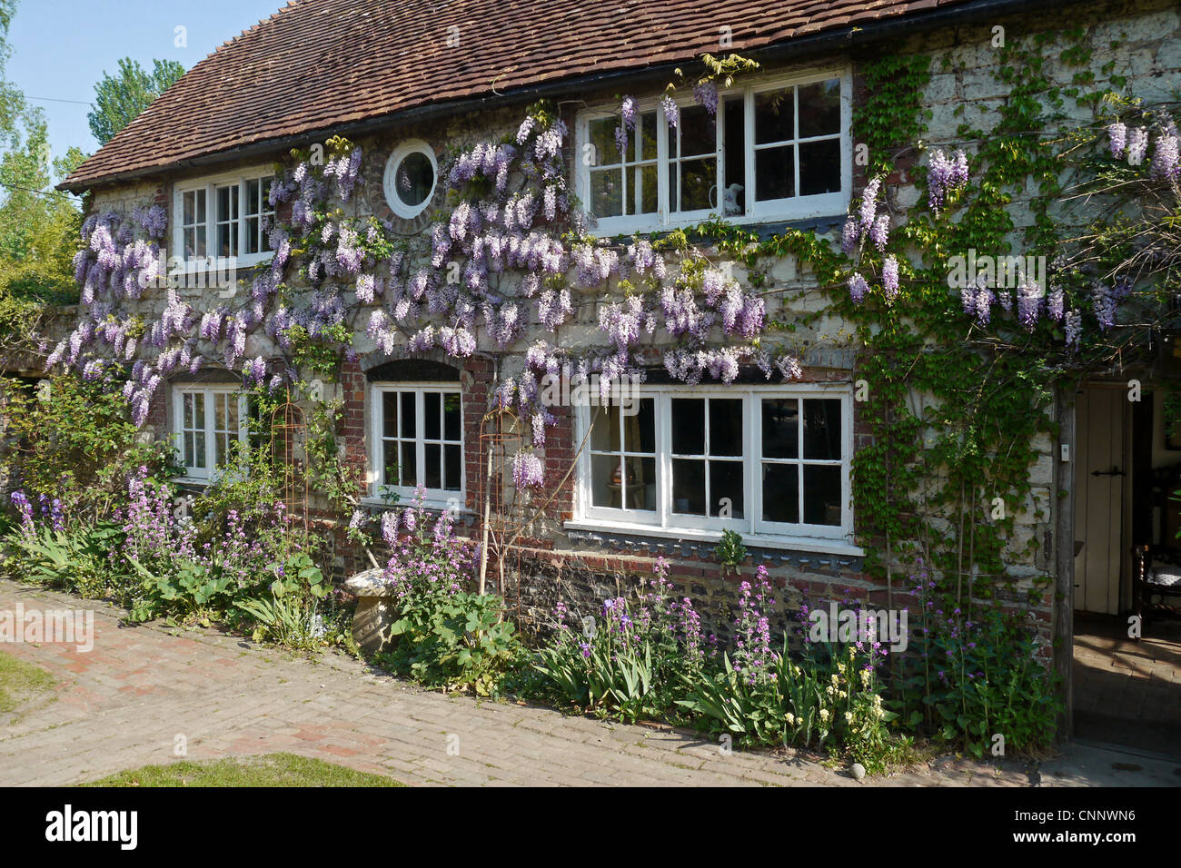 Cinese (Glicine Wisteria sinensis) fioritura, che crescono sulle pareti della casa, Pulborough, West Sussex, in Inghilterra Foto Stock