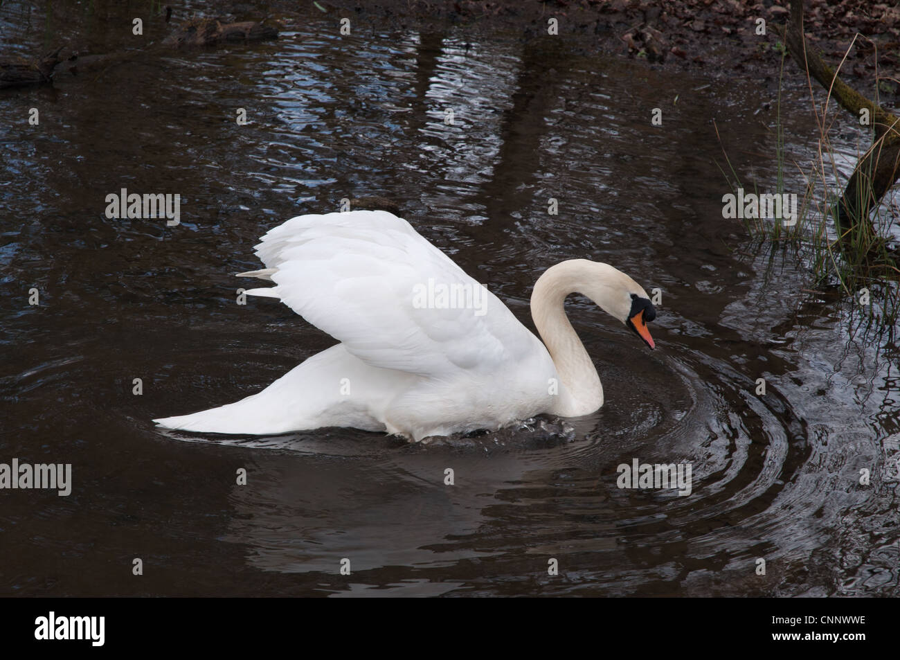 Cigno (Cygnus olor) sull'acqua che mostra le piume increspature riflessioni alberi Foto Stock