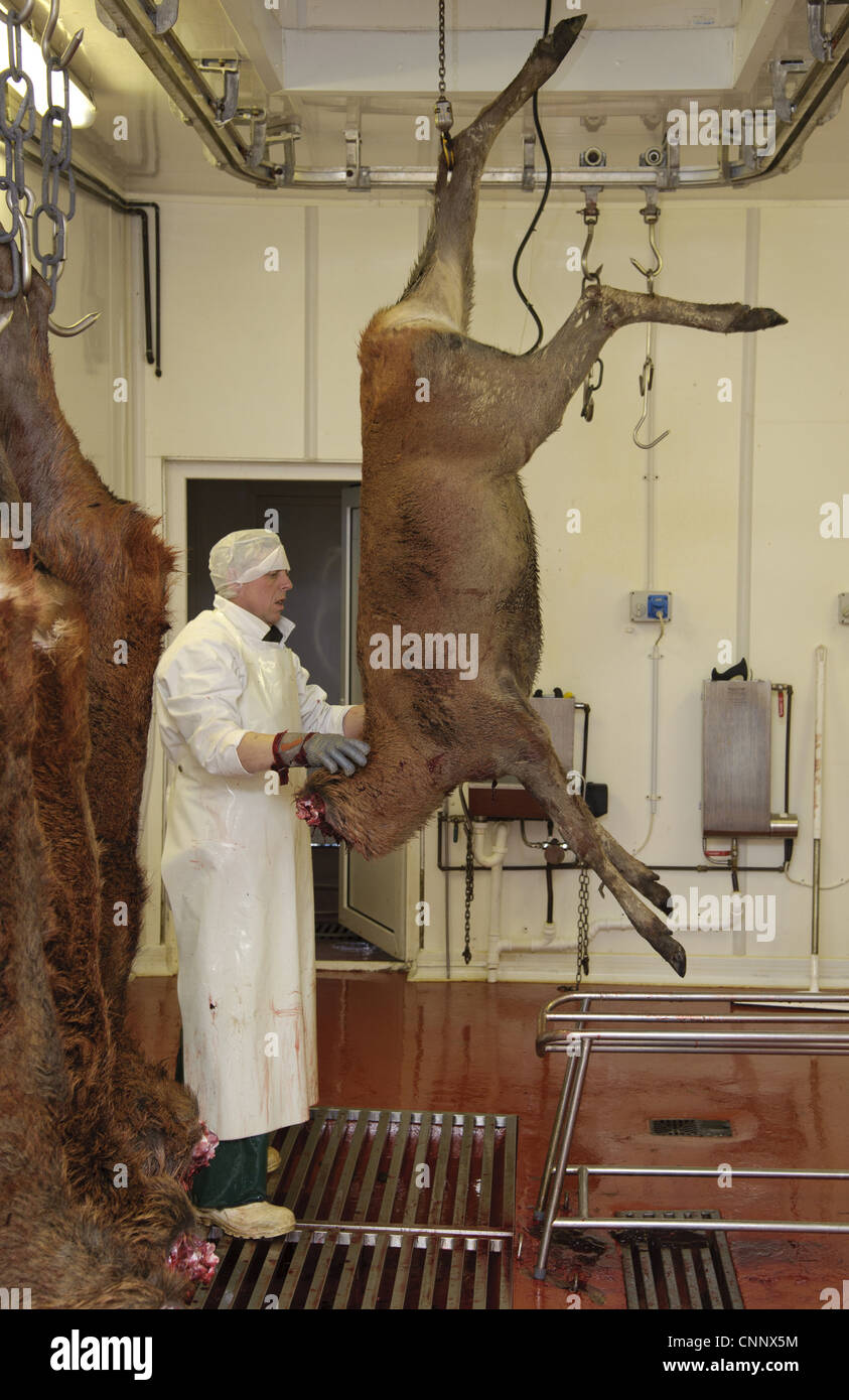 Allevamento di cervi, macelleria Il cervo (Cervus elaphus) carcassa in macelli, Inghilterra, gennaio Foto Stock