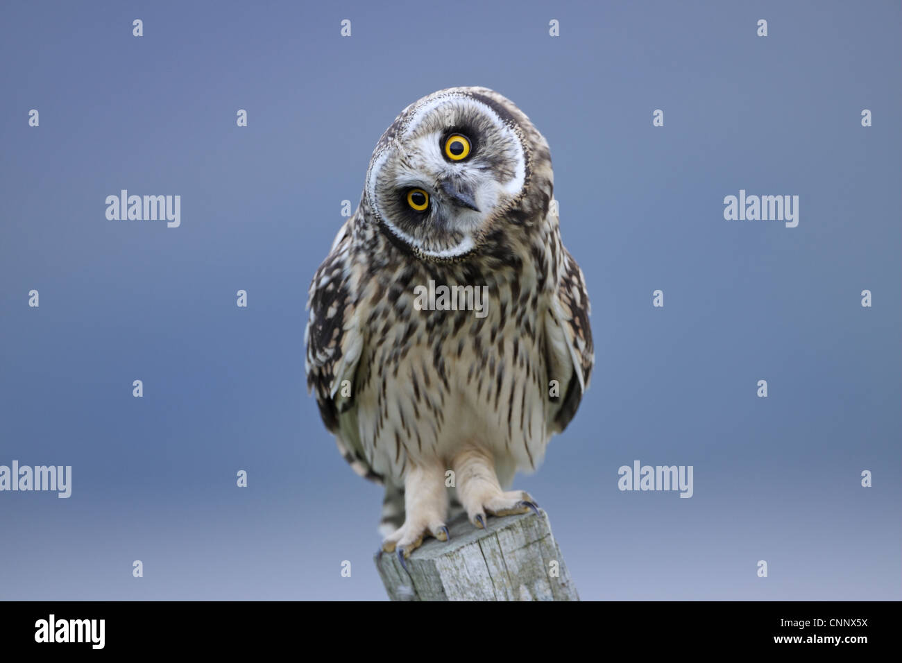 Corto-eared Owl, asio flammeus, testa giovanile sventolando all autore Foto Stock