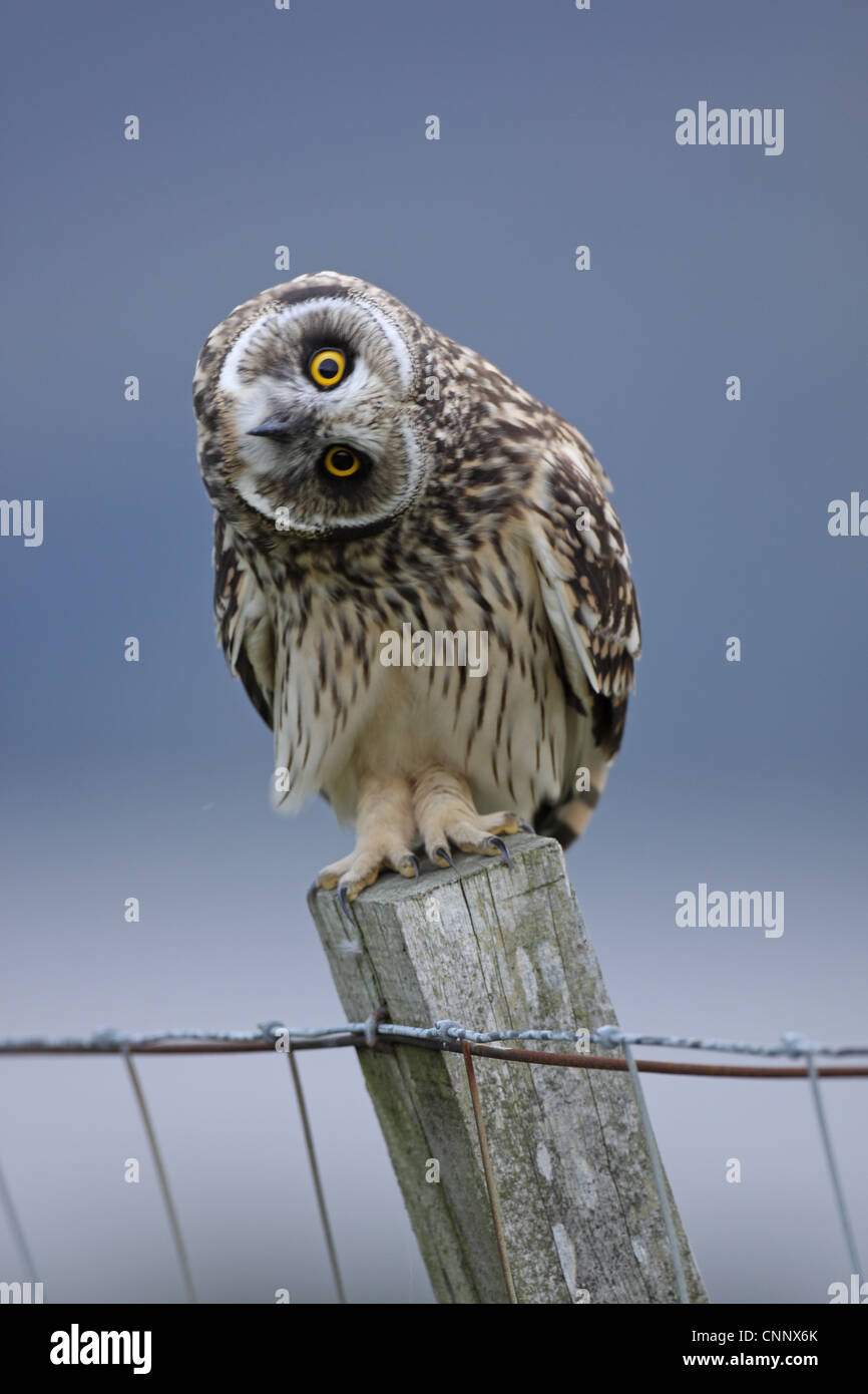 Corto-eared Owl, asio flammeus, testa giovanile sventolando all autore Foto Stock